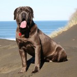 马斯提夫犬-缩略图-15