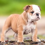 斗牛犬-缩略图-2