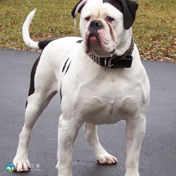 斗牛犬-3