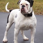 斗牛犬-缩略图-3