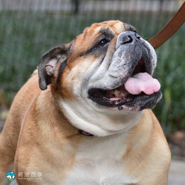 斗牛犬-4