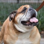 斗牛犬-缩略图-4