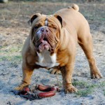 斗牛犬-缩略图-5