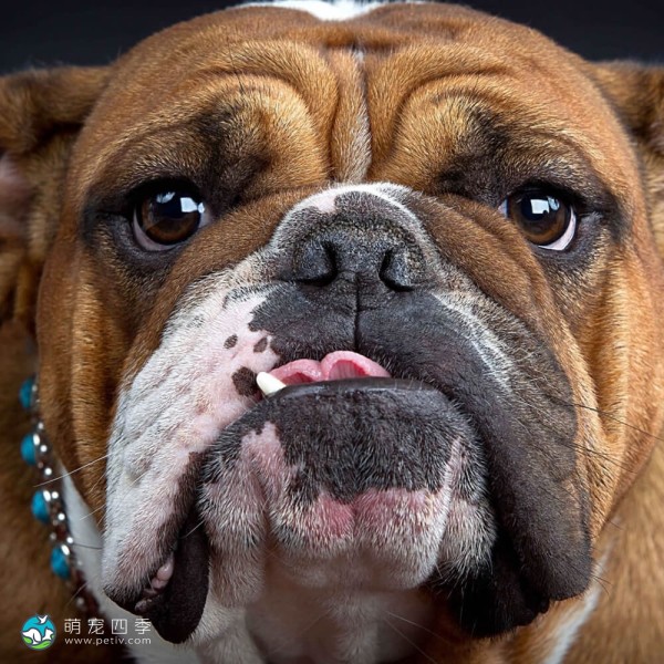 斗牛犬-6