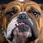 斗牛犬-缩略图-6