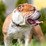 斗牛犬-缩略图-7