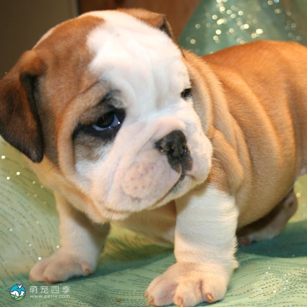 斗牛犬-8