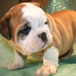 斗牛犬-缩略图-8