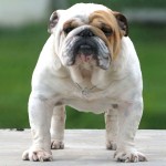 斗牛犬-缩略图-9