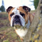 斗牛犬-缩略图-10