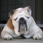 斗牛犬-缩略图-11