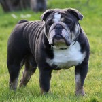 斗牛犬-缩略图-12