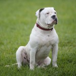 斗牛犬-缩略图-13