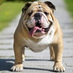 斗牛犬-缩略图-14