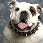 斗牛犬-缩略图-15