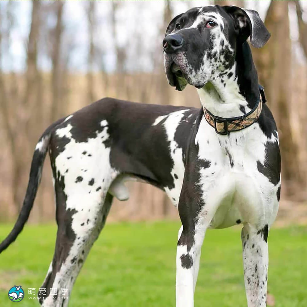 大丹犬 - 德国獒犬 - great dane - 萌宠四季