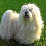 拉萨犬-缩略图-1