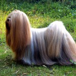 拉萨犬-缩略图-2