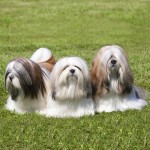 拉萨犬-缩略图-3