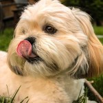 拉萨犬-缩略图-4