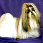 拉萨犬-缩略图-5