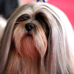 拉萨犬-缩略图-6