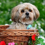 拉萨犬-缩略图-7