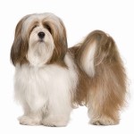 拉萨犬-缩略图-8