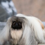 京巴犬-缩略图-1