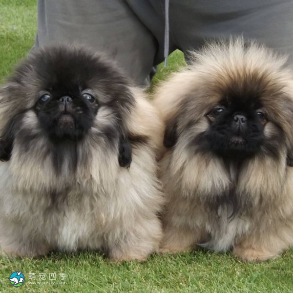 京巴犬-3
