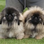 京巴犬-缩略图-3