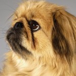 京巴犬-缩略图-4