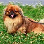 京巴犬-缩略图-5