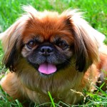 京巴犬-缩略图-6