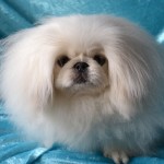 京巴犬-缩略图-7