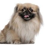 京巴犬-缩略图-8