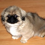 京巴犬-缩略图-9