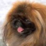 京巴犬-缩略图-11