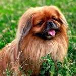 京巴犬-缩略图-13