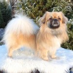 西藏猎犬-缩略图-1