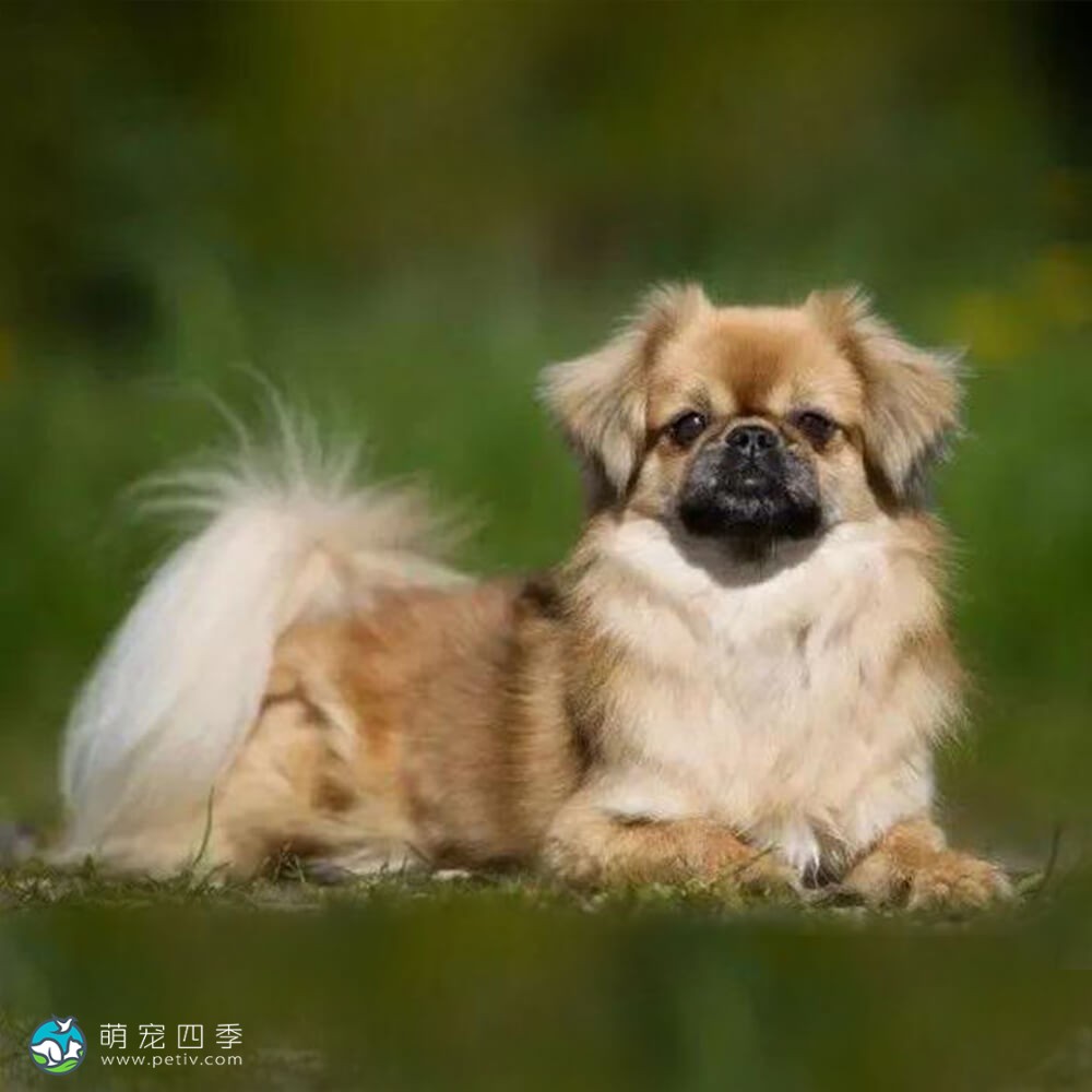 Deerts Metallschild 'Beware Of Tibetan Spaniel' – 20,3 X 30,5 Cm, Wetterfestes Alu-Schild Für Garten & Haus