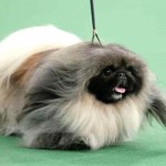 西藏猎犬-缩略图-4