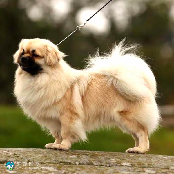西藏猎犬-5