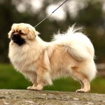 西藏猎犬-缩略图-5