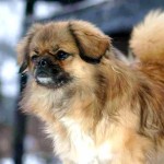 西藏猎犬-缩略图-7