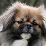 西藏猎犬-缩略图-8