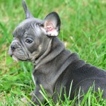 法国斗牛犬-缩略图-1