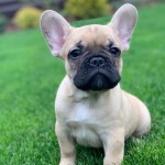 法国斗牛犬-缩略图-2