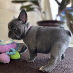 法国斗牛犬-缩略图-3