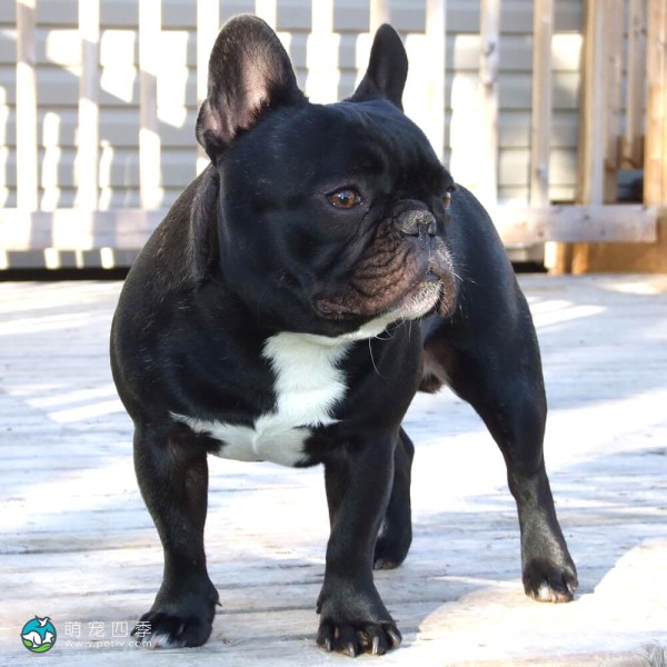 法国斗牛犬-4